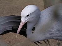 Grue de Paradis, Anthropoides paradisea (Photo F. Mrugala) (4)